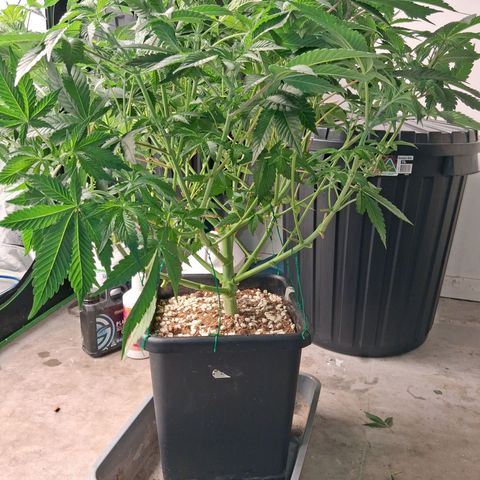 Gorilla Kush Fast growlog timeline photo
