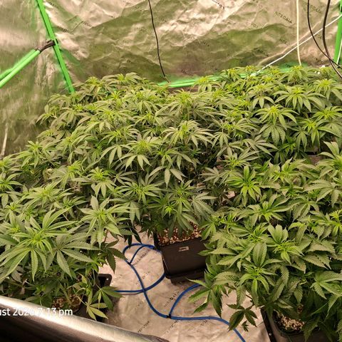 Gorilla Kush Fast growlog timeline photo