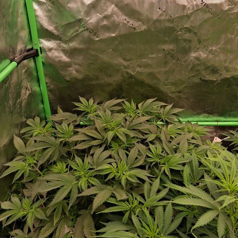 Gorilla Kush Fast growlog timeline photo