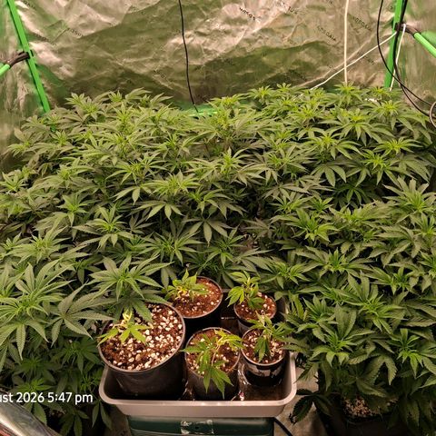 Gorilla Kush Fast growlog timeline photo
