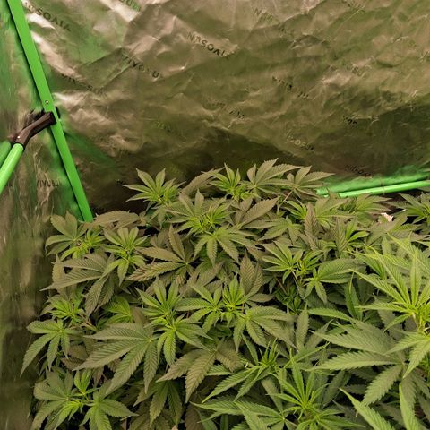 Gorilla Kush Fast growlog timeline photo