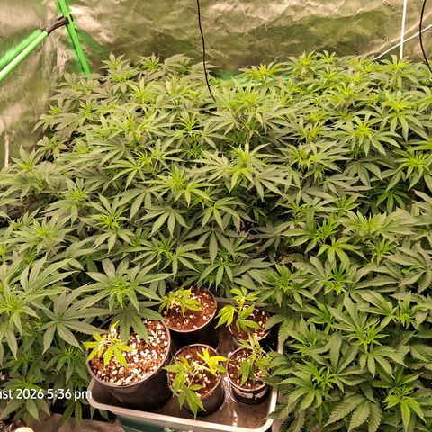 Gorilla Kush Fast growlog timeline photo