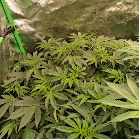 Gorilla Kush Fast growlog timeline photo