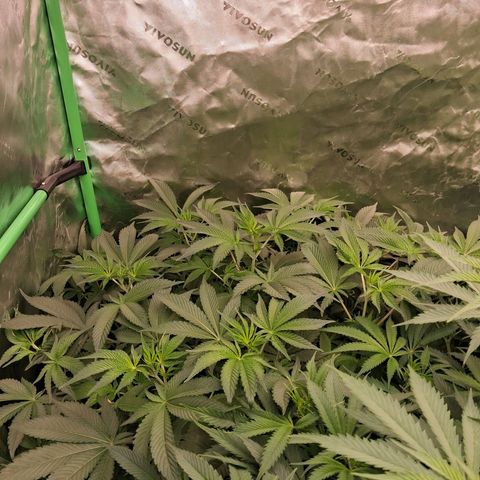 Gorilla Kush Fast growlog timeline photo