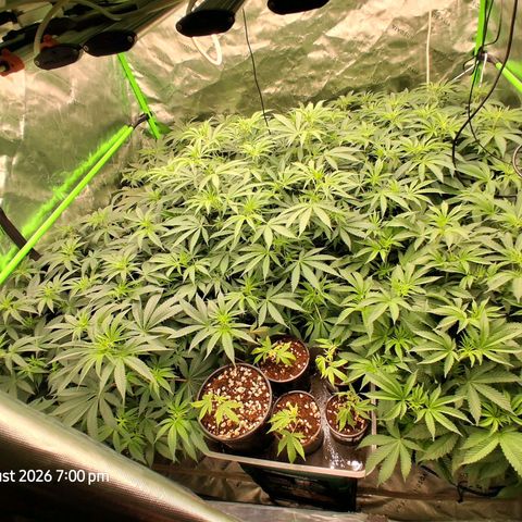 Gorilla Kush Fast growlog timeline photo