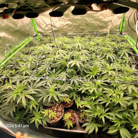 Gorilla Kush Fast growlog timeline photo