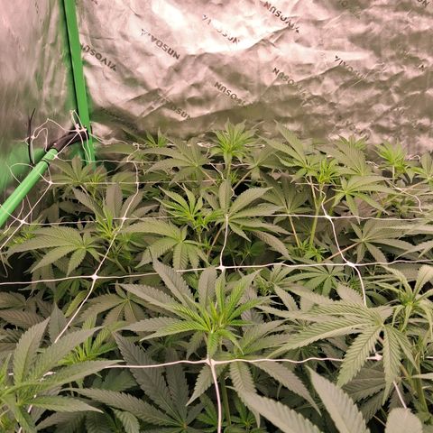 Gorilla Kush Fast growlog timeline photo