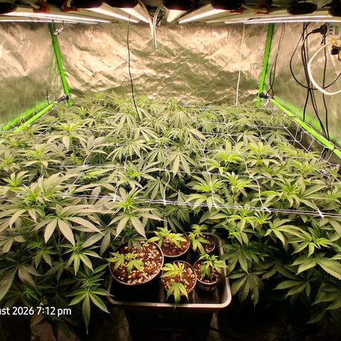 Gorilla Kush Fast growlog timeline photo