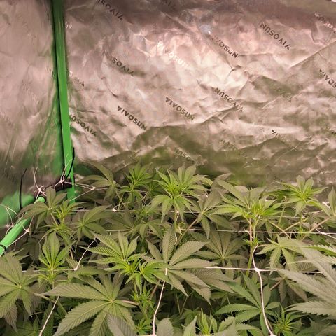 Gorilla Kush Fast growlog timeline photo