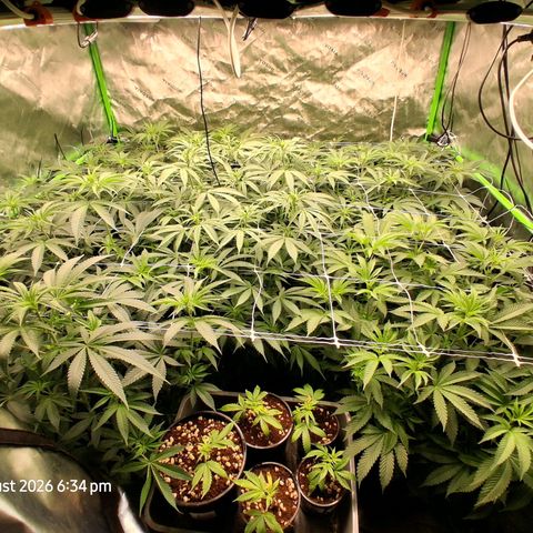 Gorilla Kush Fast growlog timeline photo
