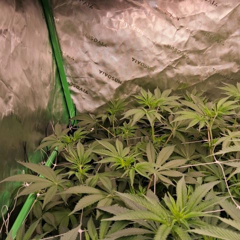 Gorilla Kush Fast growlog timeline photo