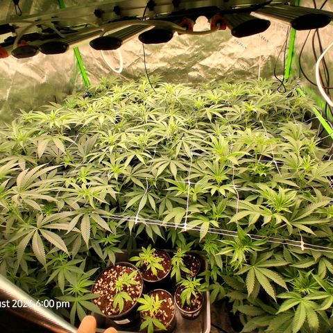 Gorilla Kush Fast growlog timeline photo