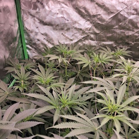 Gorilla Kush Fast growlog timeline photo