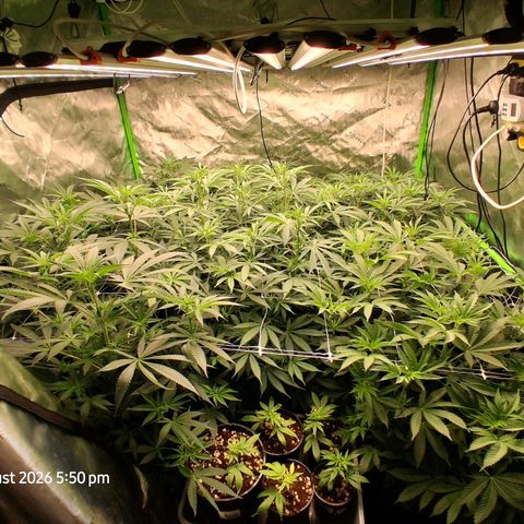 Gorilla Kush Fast growlog timeline photo