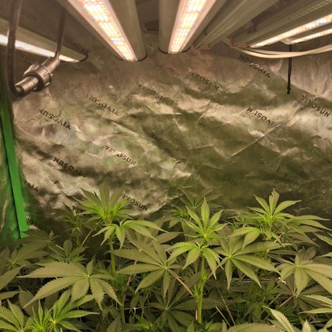 Gorilla Kush Fast growlog timeline photo
