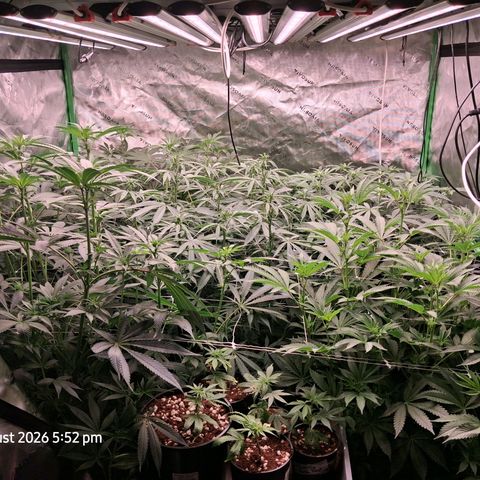 Gorilla Kush Fast growlog timeline photo