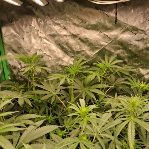Gorilla Kush Fast growlog timeline photo