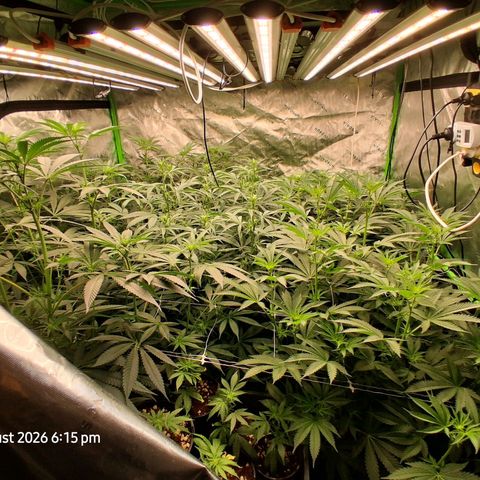 Gorilla Kush Fast growlog timeline photo