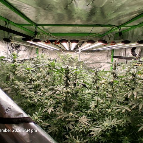 Gorilla Kush Fast growlog timeline photo