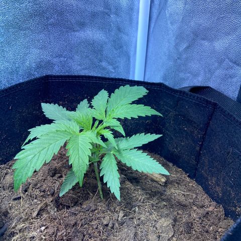 RQS growlog timeline photo