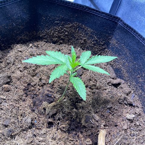 RQS growlog timeline photo