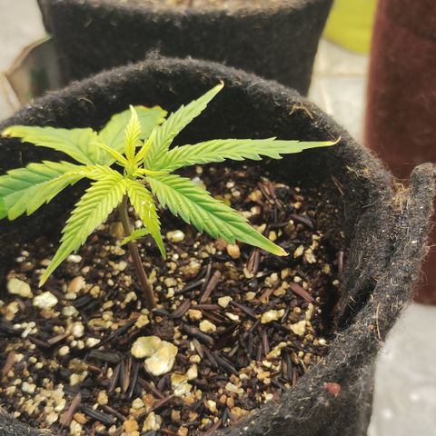 Ana growlog timeline photo