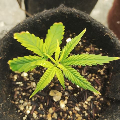 Ana growlog timeline photo