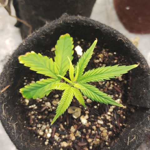 Ana growlog timeline photo