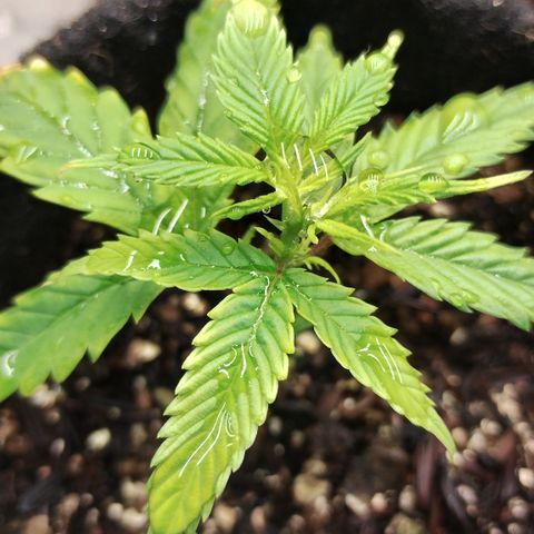 Ana growlog timeline photo