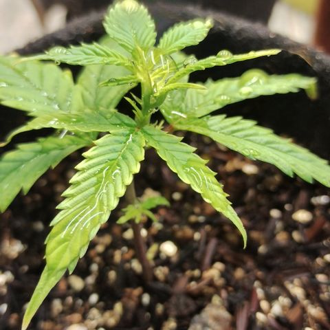 Ana growlog timeline photo