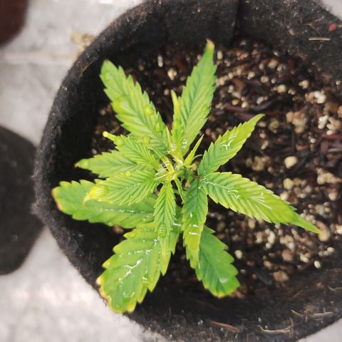 Ana growlog timeline photo