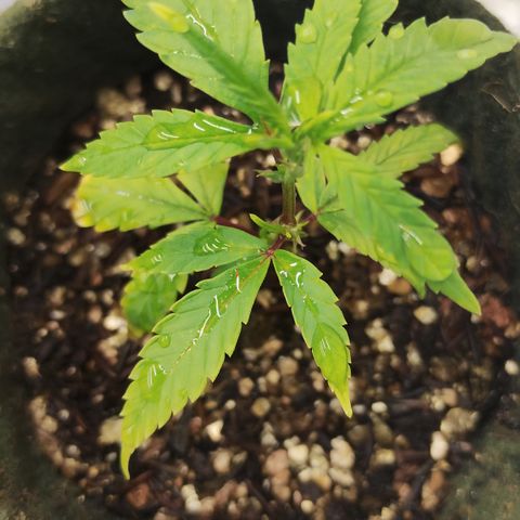 Joana growlog timeline photo