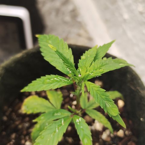 Joana growlog timeline photo