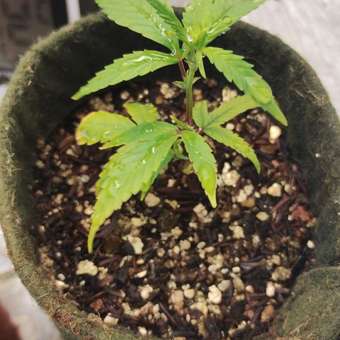 Joana growlog timeline photo
