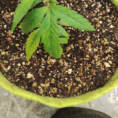 Joana growlog timeline photo
