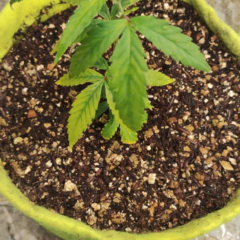 Joana growlog timeline photo