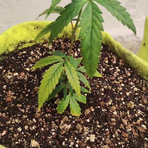 Joana growlog timeline photo
