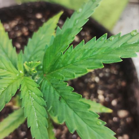 Ana growlog timeline photo