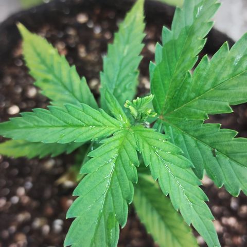 Ana growlog timeline photo