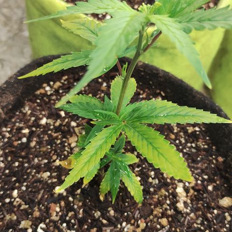Ana growlog timeline photo
