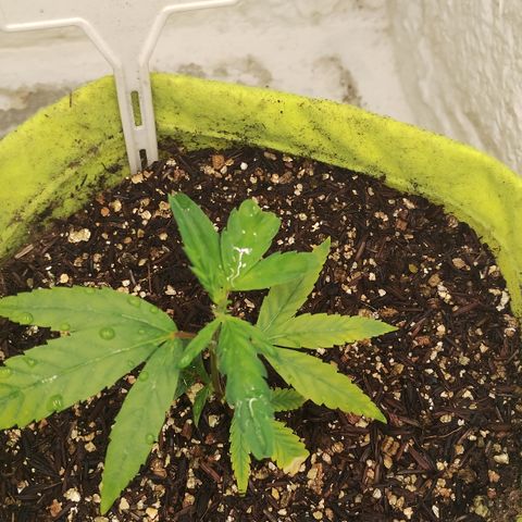 Joana growlog timeline photo