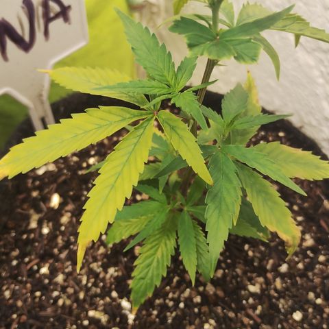 Ana growlog timeline photo