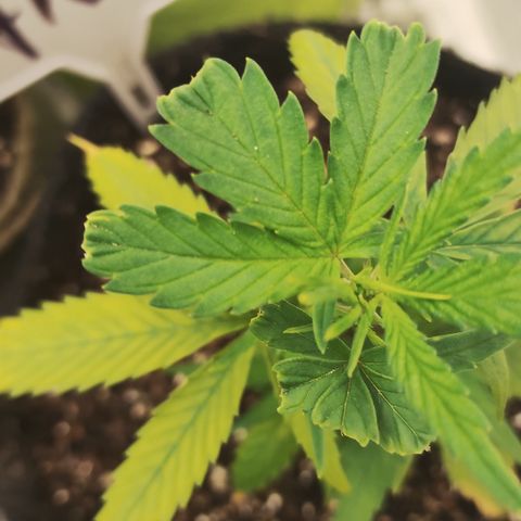 Ana growlog timeline photo