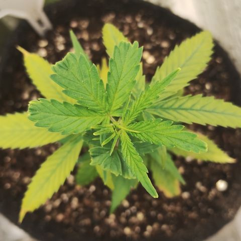 Ana growlog timeline photo
