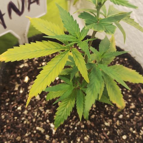 Ana growlog timeline photo