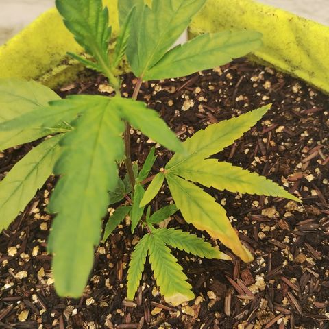 Joana growlog timeline photo