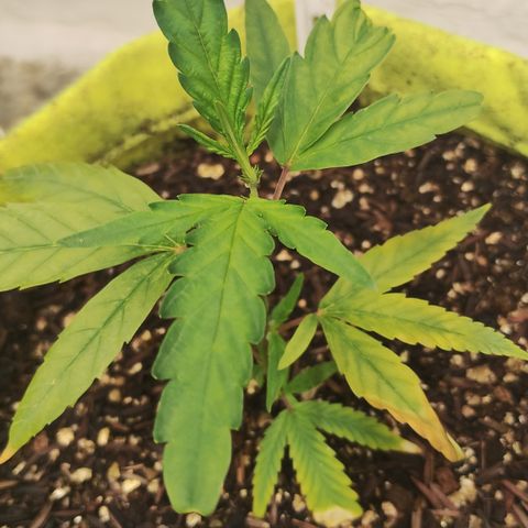 Joana growlog timeline photo