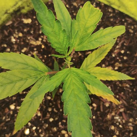 Joana growlog timeline photo