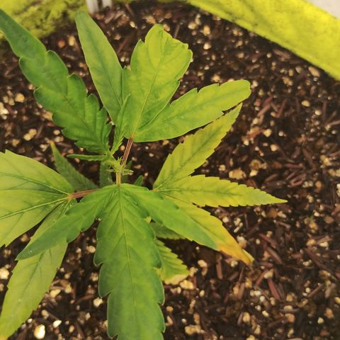 Joana growlog timeline photo