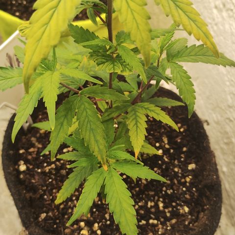 Ana growlog timeline photo